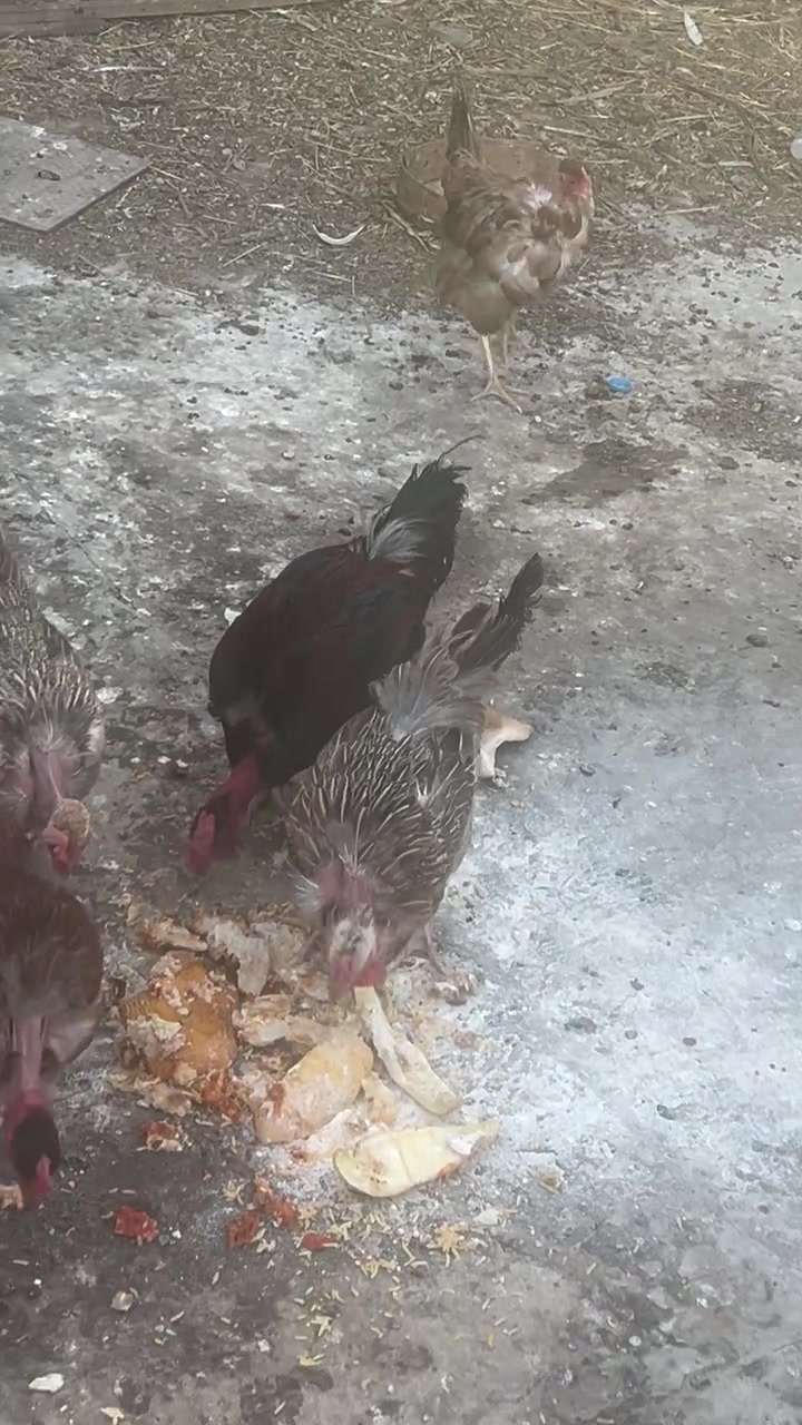 متاح ٥ دجاجات وديج   كلهن ابو رگيبة


**إذا كنت صاحب هذا الإعلان وتريد حذفه لأي سبب، رجاءا أرسل رسالة إلى الدعم الفني**