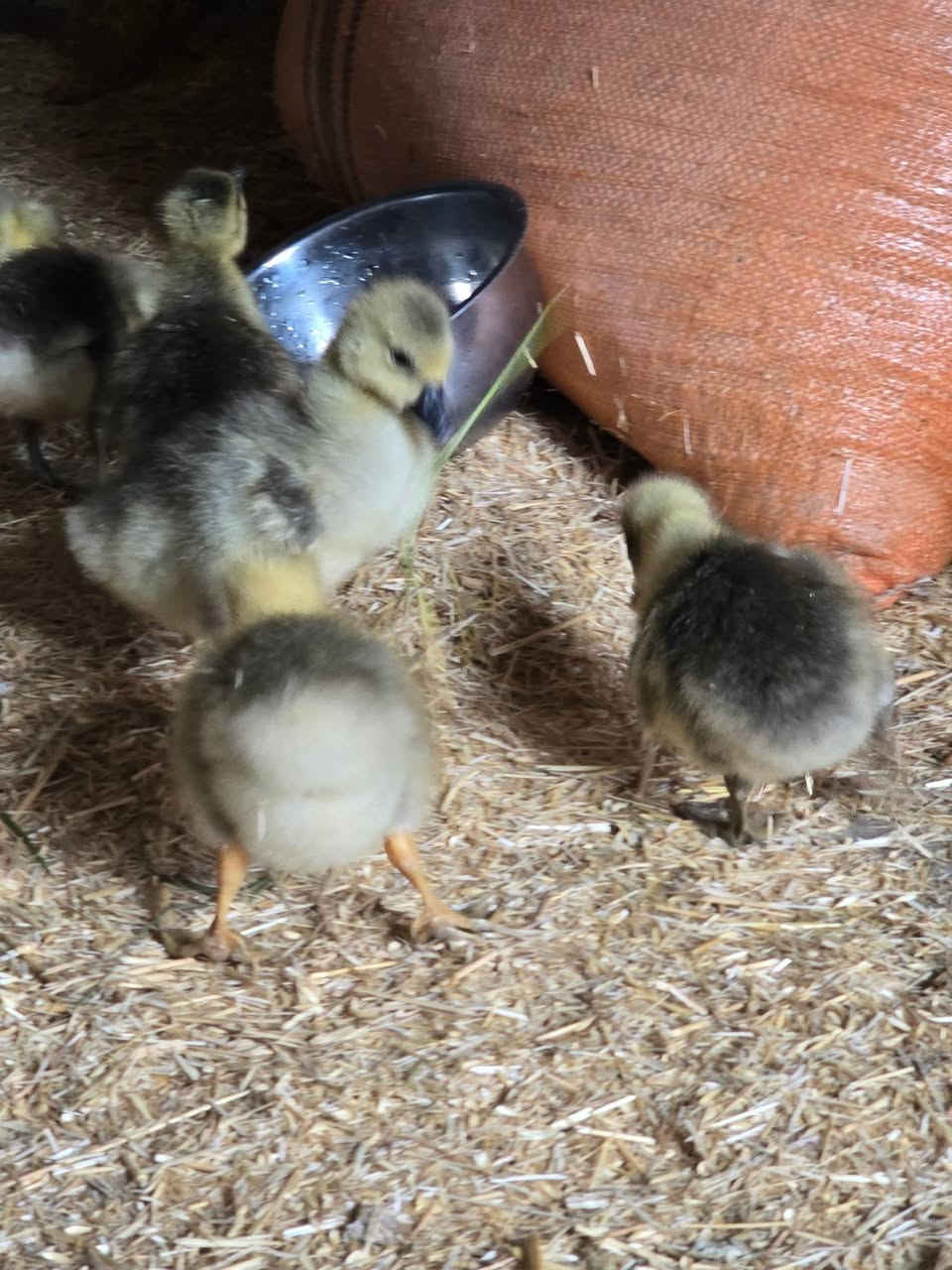 جوچکە قازی زڕشامی و ماس تەمەنی 13ڕۆژ تەندروستو بێ کێشەن لوقاحی بۆ کراوە شوێن کەلار بۆ نرخ وەرنە چات


**إذا كنت صاحب هذا الإعلان وتريد حذفه لأي سبب، رجاءا أرسل رسالة إلى الدعم الفني**