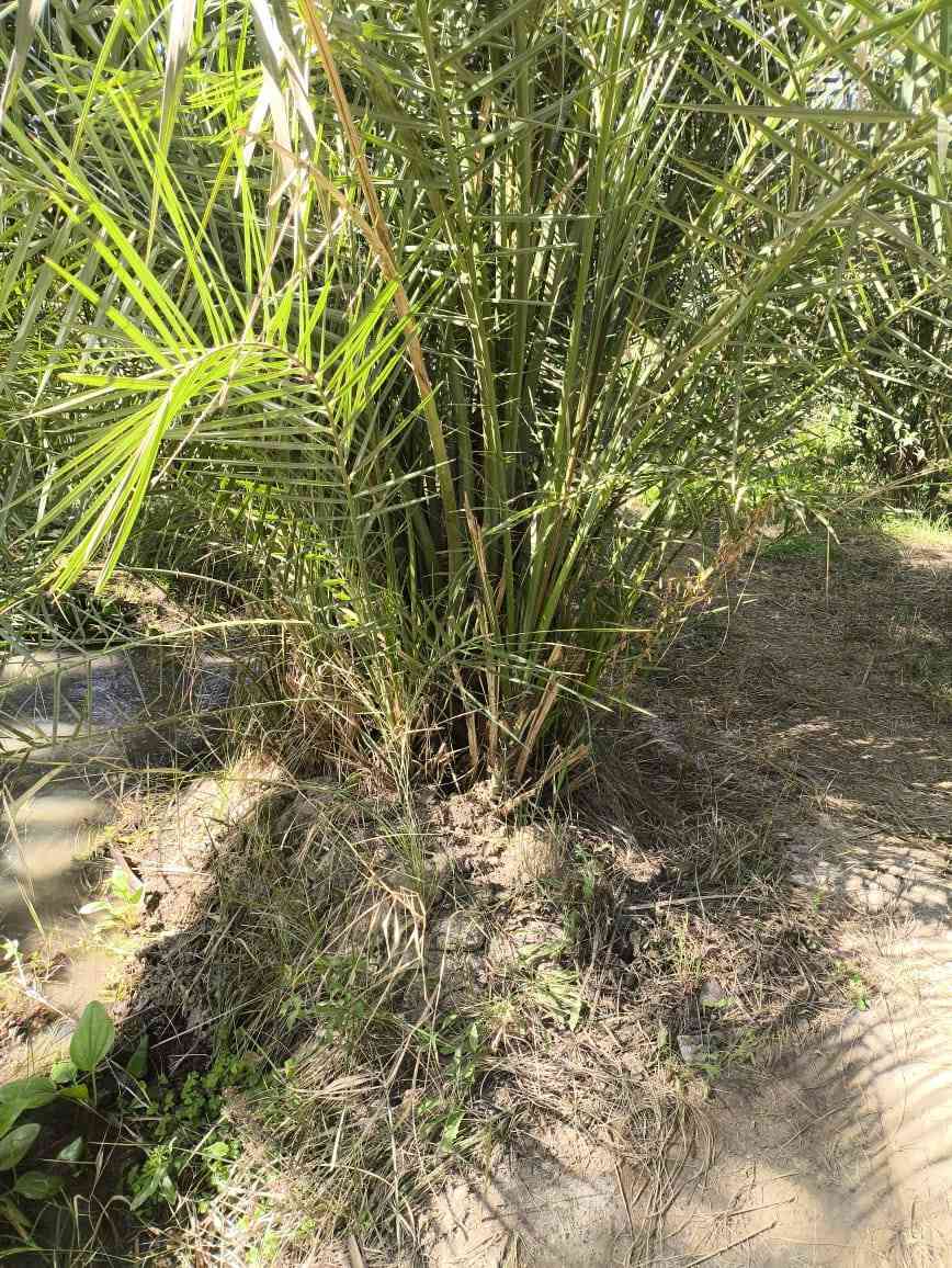 يتوفر لدينا فسائل اسطه عمران 
من مصدر موثوق واتحمل المسؤولية
 على النوعية .
مكتب الزيتون الزراعي بإدارة
 المهندس جمال السامرائي
للاتصال على الأرقام او المراسلة واتس اب 
0782-777-7624 
0771-443-8480
