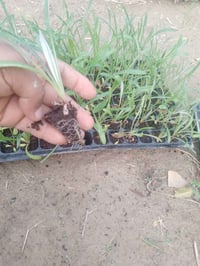 على بركه الله  تتوفر دايات  كزانيا بذور F1 فلفل زينه بذور F1 استر بذور...