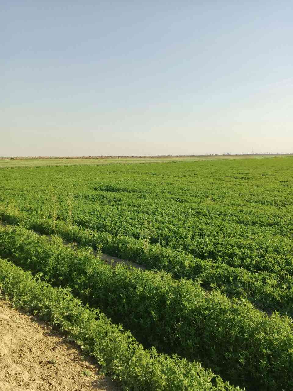 سلام عليكم برسيم ضمان 30دونم مكاني واسط الدبوني الرقم ***********
