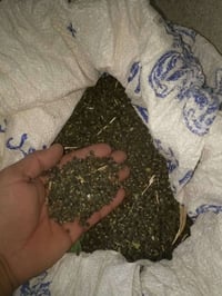 يوجد بذور بانيه درجه اولى متعهد للحوي.07831528019