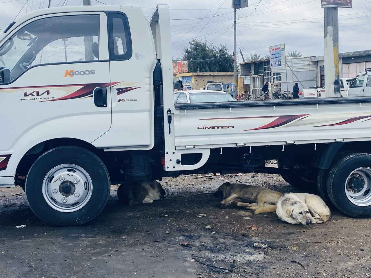 كيا فحل عموشه ٢٠٢٤ ماشايله حمل اخو الزيرو للتواصل ***********
