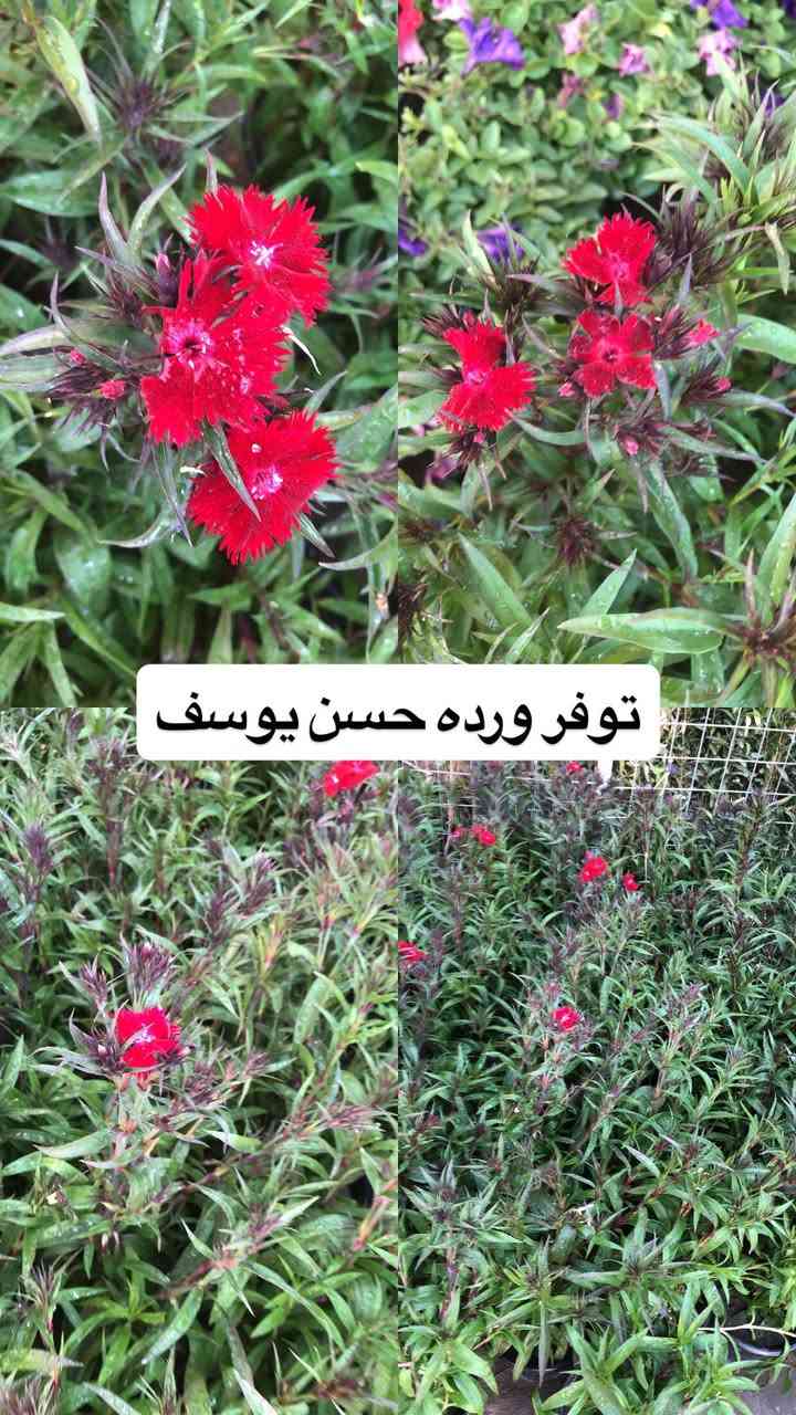 اللهم صلي وسلم على سيدنا محمد وعلى اله وصحبة وسلم تسليما.
توفر عدنا انواع مـٰن  الورود المختلفه و الحمضيات و مبيدات والمنشطات والبتموس 🤍

العنوان : بغداد /سلمان باك / قرب جامع سعد /شارع الحدادين 🤍

سوينا لكم بيج على برنامج الإنستقرام لكي نجاوب على اسئلتكم المتنوعه 

اسم البيج : بيج مشتل ابو علي الفراجي 

يوزر البيج: l0.33.m

رابط البيج:https://www.instagram.com/l0.33.m?igsh=bGZmMGw4bTN2ODZw

 

مشتل ابو علي الفراجي يرحب بالجميع 🤍


**إذا كنت صاحب هذا الإعلان وتريد حذفه لأي سبب، رجاءا أرسل رسالة إلى الدعم الفني**