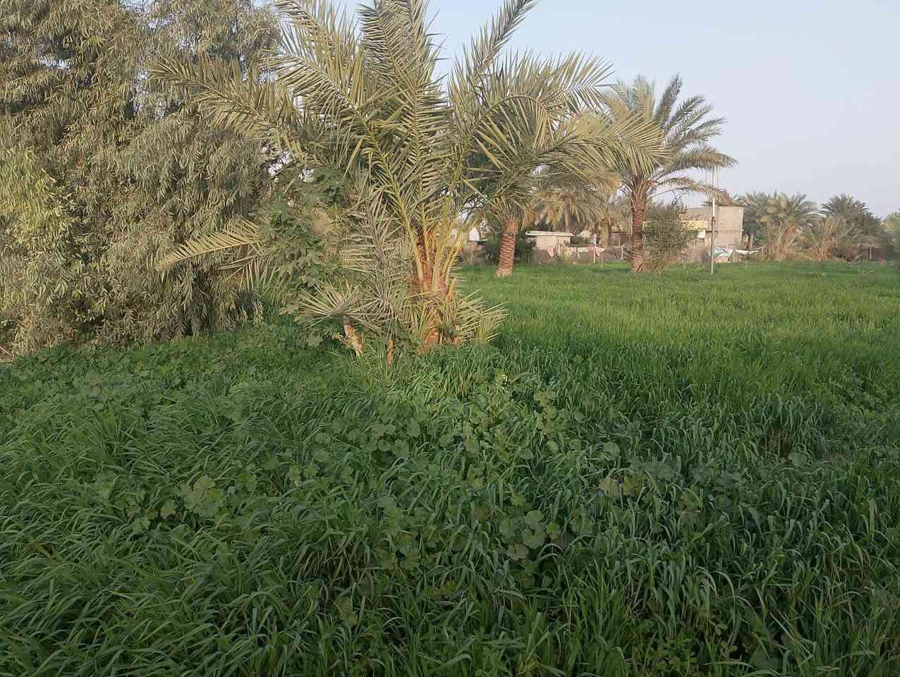 السلام عليكم
2 دونم للبيع جبله البستنه قرب اسالة الماء 
يتوفر ماء سقيي/ماء اساله/مولد حي كافة الخدمات
صالحه للزراعه والسكن
صنف الارض اتصلاح زراعي
للاستفسار الاتصال على الارقام التاليه
***********
‏‪***********‬‏
