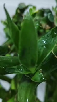 بامبو محظوظ • نبات مائي • نبات داخلي