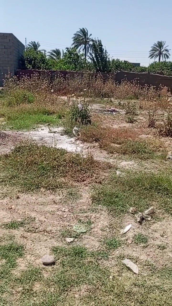 قطعه ارض للبيع المساحه 168الواجه8النزال21يم بيت مسعود الحمزاوي الاستفسار الاتصال على رقم ***********
