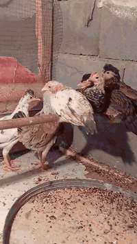 فراريج • دجاج ماكنتوشي • البصره الزبير