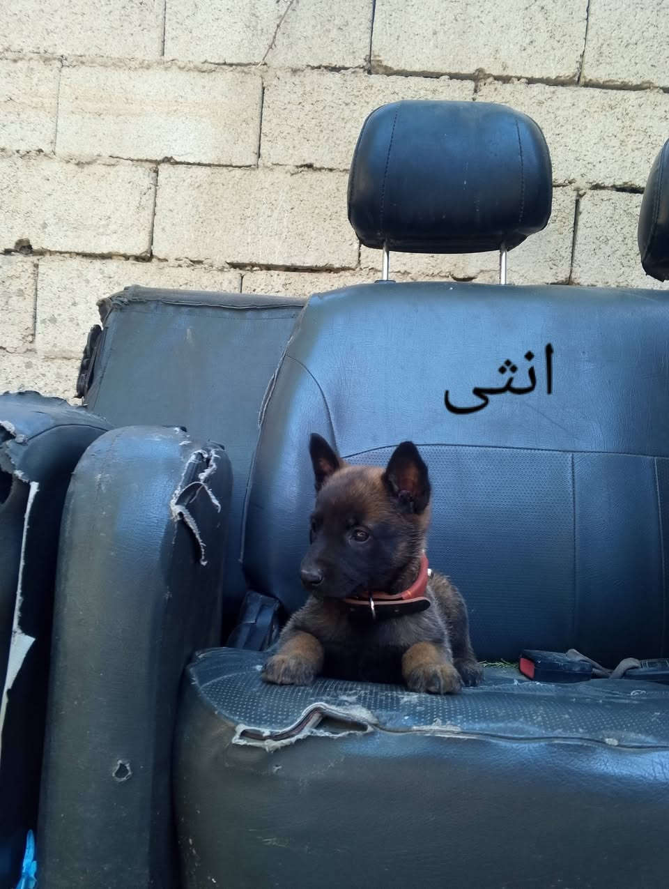 انثى دارك و فحل ستاندر
انثى عمر شهرين وفحل شهر ونص 
نقاوة 100% صحة جيدا جداً حيوانات نضيفات مال بيت 
لعوبات  حيوانات احلى بل حقيقة  شراي اتصل
***********
