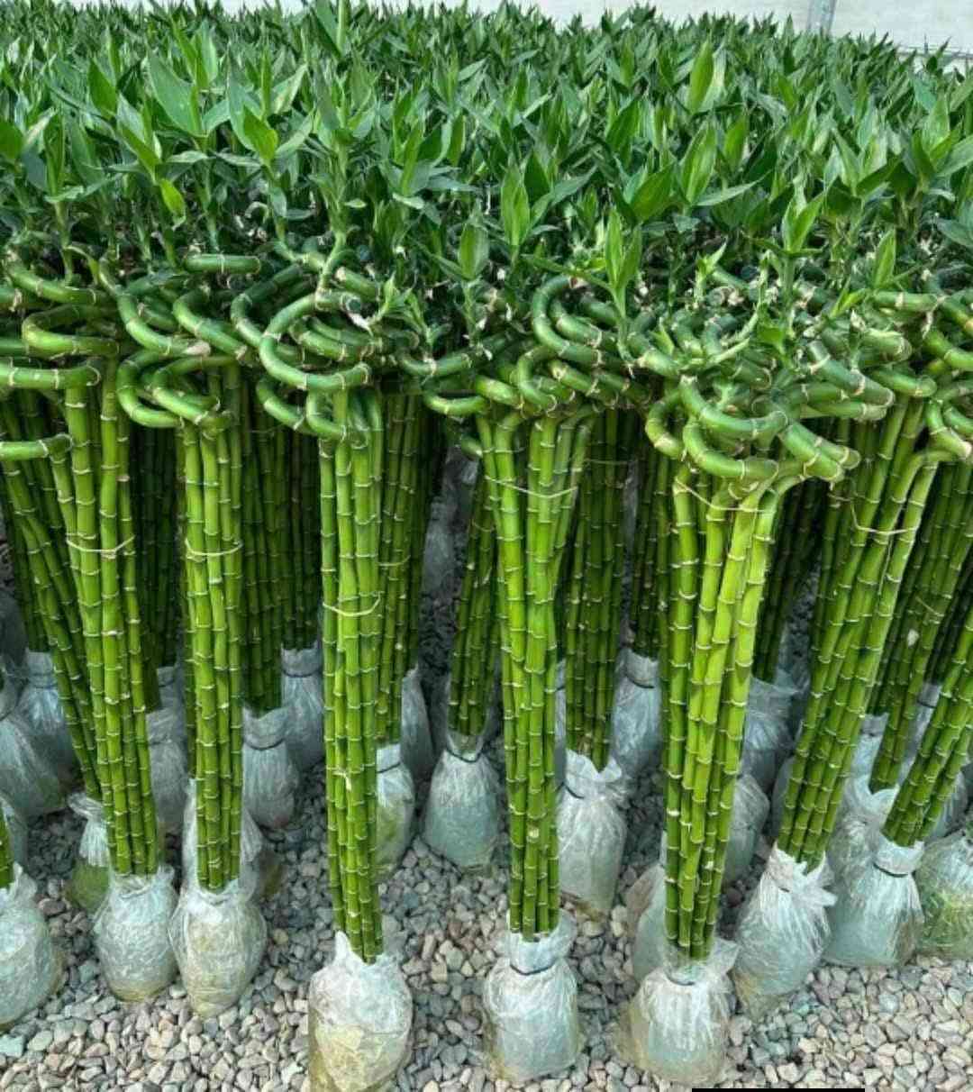 بامبو او عصاة موسى 🌿

✨ مميزاته:
– سهل العناية
- يعيش بالماء 
– مناسب للبيت والمكتب 

متوفر في مشتل ابوبكر بنوعين 

النوع الاول عصاة موسى البامبو سعر 2.000 

النوع الثاني عصاة موسى تايگر سعر 4.000 

قارورة عصاة موسى سعر 3.000

#العنوان_القائم_حصيبة 
شارع ابو رندة القديم شارع صيدلية النبع مقابل قرطاسية ديار الأمل 

الإتصال ***********
