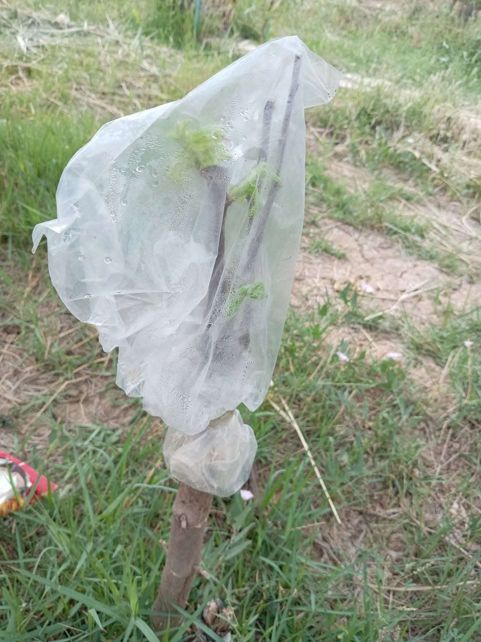 اخوان الي عنده شجره نبك بالبيت
ماعليك سوا الاتصال او المراسله ادزلك اقلام 
عدي انواع من ارقه انواع النبك
تفاحي بصراوي
زيتوني
باكستاني احمر بدون نوه

عدي توصيل لكل المحافظات
شكرا ادمن المحترم ربي يوفقك يا طيب القلب  تصل وتساب ***********
