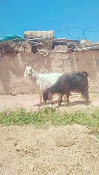 معزه • ماعز • جوز معزه • معز محنيات • معزه للبيع