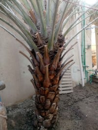 برحية • ابي الخصيب • ديكور حديقة