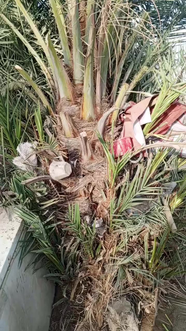 نخله برحيه العنوان كربلاء منطقه الامام عون رقم الموبايل 
***********
