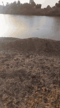 ١٠ دوانم للبيع على الشط مباشر مال البتيره بيهن كهرباء ومحول خاصه بيهن صالحات للزراعه تريد بناء كلشي يرهم موقع راقي جدا لتواصل *********** ة ***********
