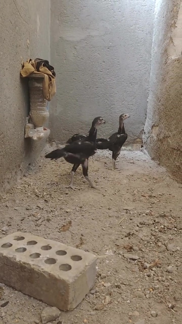 عمر ٣ اشهر هزاز كوبرا سعر التك ٥٠ وبي مجال الامهات فووول هزاز صور الامهات خاص موجود اعداد خير من الله


**إذا كنت صاحب هذا الإعلان وتريد حذفه لأي سبب، رجاءا أرسل رسالة إلى الدعم الفني**