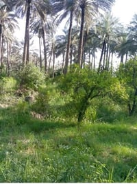 لبيع ارض 3 دونم  بغداد الرضوانيه على سريع الدولي مباشر موقع مميز مقابي...