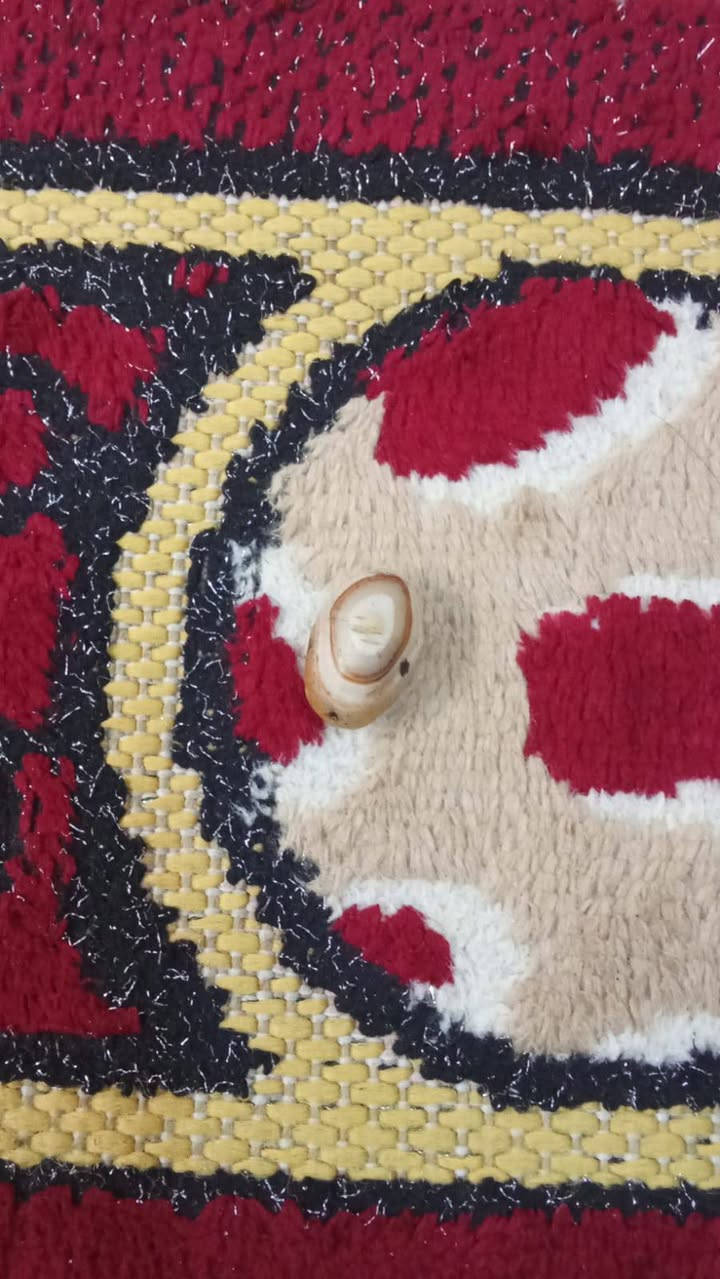 متاح للبيع


**إذا كنت صاحب هذا الإعلان وتريد حذفه لأي سبب، رجاءا أرسل رسالة إلى الدعم الفني**