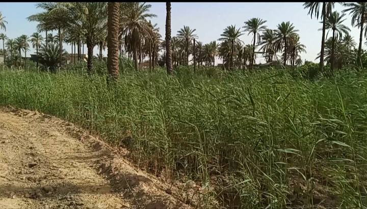 يالله( اللهم صل على محمد وال محمد )
ارض مساحة دونم ( 2500 ) متر طابو زراعي سند 25 تحويل مباشر بأسم المشتري .. مزروعة نخيل وتربة الارض حلوة صالحة للزراعة ومتوفر ماء سقي خاص للارض..

عرض واجهة الدونم 40 متر والباقي النزال ويبعد عن شارع العام مسافة 700 متر بسيارة دقيقتين وشوارع تبليط وله      اكثر من مدخل .. علمآ عرض شارع الخاص للدونم يبلغ عرضة 11 متر
يصلح للسكن ويصلح مكان ترفيهي وايضآ يصلح مخازن للحفظ

المنطقة سكنية وخدمات متوفرة ( المدارس ابتدائية ومتوسطة واعدادية وروضات اطفال + اسواقات ومحلات مخضر + كهرباء وطني وخطوط مولد ذهبي وعادي + وماء اسالة 24 ساعة + ماء سقي )       السعر الارض ( 120 ) وقابل للمجال

العنوان / شارع طوريج كربلاء سايد الدخول الى كربلاء مقابيل المعهد الفني التقني قرب مدارس رميلة ( *********** )
