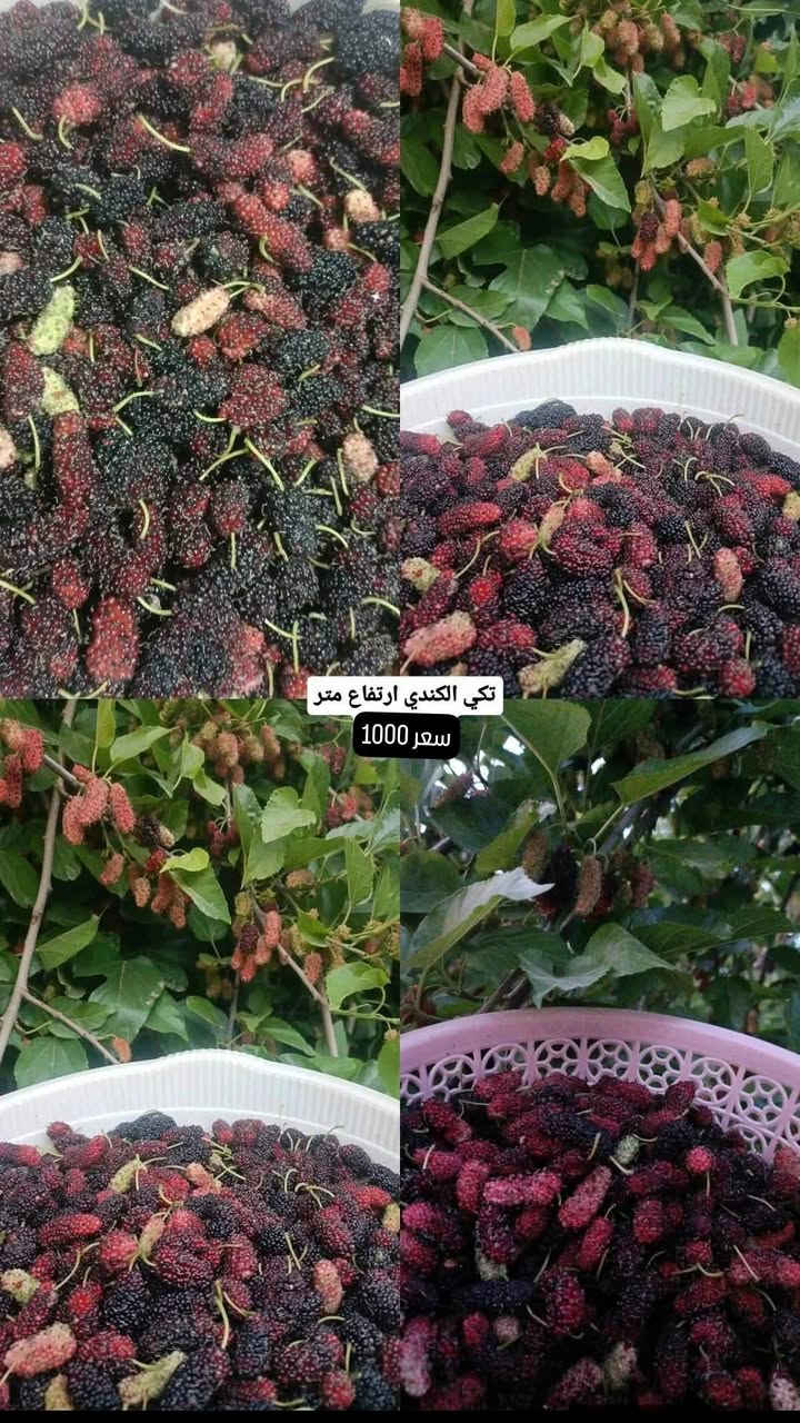 توفر يم مشتلنا تكي انواع وسعر مناسب

التوصيل محافظات 5000

🚚يوجد توصيل جميع المحافظات 

للحجز والاستفسار
***********. 📞لأي استفسار الرجاء مراستلنا  الواتساب 📲 أو الإتصال على الرقم
