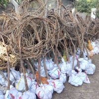 شتلات عنب • حلاواني • اسعار مناسبة