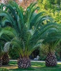 افروخ نخل • استعمران خضراوي • سوق الشيوخ