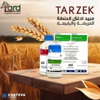 مبيد ادغال حنطة جملة ومفرد  حان الان الوقت المثالي لااستخدام مبيدات ال...