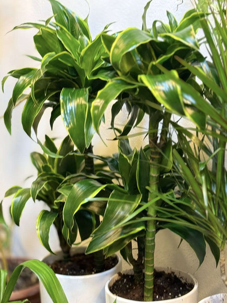 نباتات المتوفر


**إذا كنت صاحب هذا الإعلان وتريد حذفه لأي سبب، رجاءا أرسل رسالة إلى الدعم الفني**