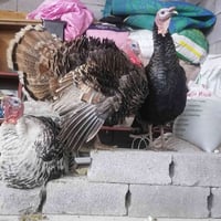 ٣فحل فسيفس • حمدانيه