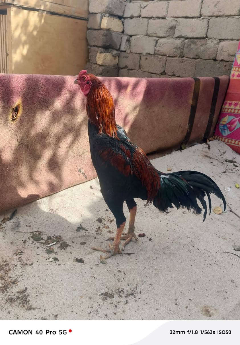 ديج هراتي للبيع العمر ١٠ اشهر مكاني الفهود رقمي ***********سعر ٤٠ بي مجال
