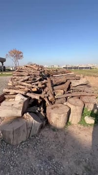خشب يابس • كمية كبيرة • قريب كركوك