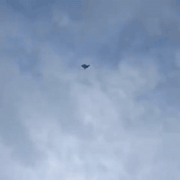 فحل للبيع. المكان بغداد 07736610346