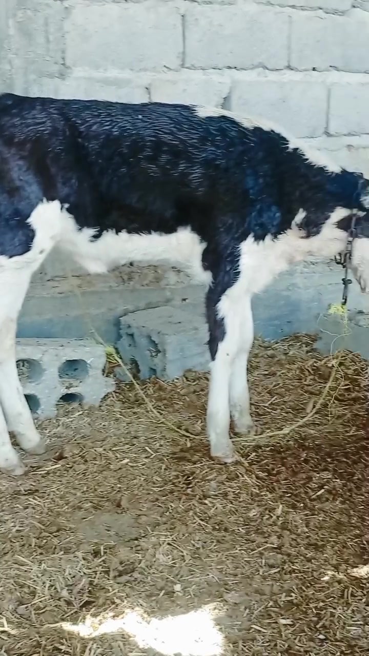 بجر شرط سمنتال الاصلي جمه عمر شهر ترضع اي دابه شرط الصحاه من ام مستورد بابل ناحيه الشوملي للاتصال *********** واتساب ***********
