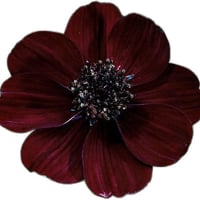 ١٠٠م • طابو زراعي • قرار 25