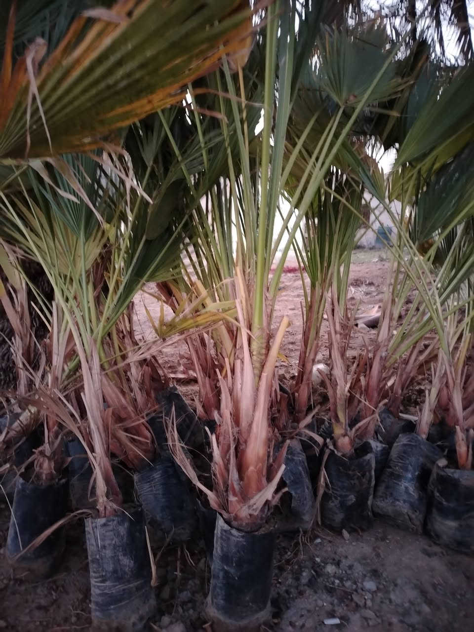 واشنطونيا إرتفاع متر إلى  مترين ونص عمره ثلاث سنوات بسعر ٥٠٠٠ جمله وفرد ٧٠٠٠ دينار
بابل القاسم قرب جامعة القاسم الخضراء
***********
