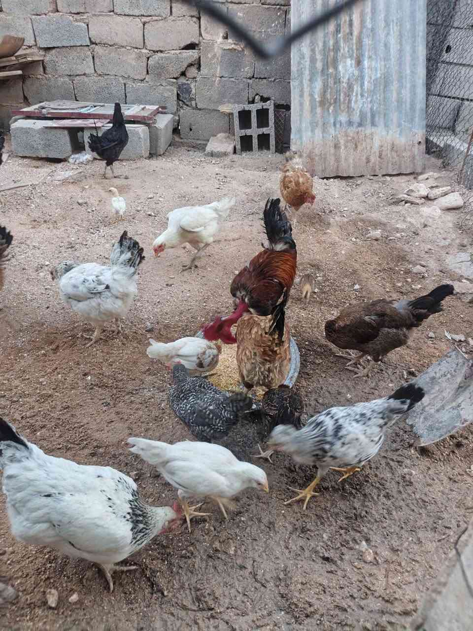 للبيع دجاج عدد 8 وديوكه عدد 2 واحد ابو ركيبه وصواصي ناجيات وملقحات  واكو دجاجتين وراهن صواصي 2 ودجاج بياض للبيع شلع مابيع مفرد الدجاج عل 14 والصواصي عل 8 مكاني الحي الصناعي


**إذا كنت صاحب هذا الإعلان وتريد حذفه لأي سبب، رجاءا أرسل رسالة إلى الدعم الفني**