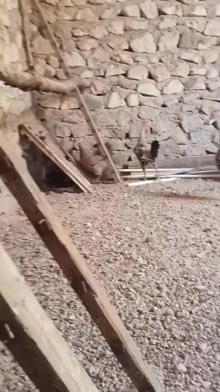 مكلف بلنشر متاحح هذا لحلال لدجاجات صحتهن خير من الله بيض جان يبيض بس هسه كام يكرك بيهن 4كاركات وحده جواها بيض يمكن 10بيضات ولثانيه جواها 5بيضات ولثالثه ما جواها شي وحده وراها كتكوت واحد لعدد لكلي 16 بيهن 3ديوكه واحد شمسي وثنين شوكيات و3فراريج  سعرهن شلع لزوج 25فرد لزوج 30قفل هذا رقم صاحب لدجاج 
***********
