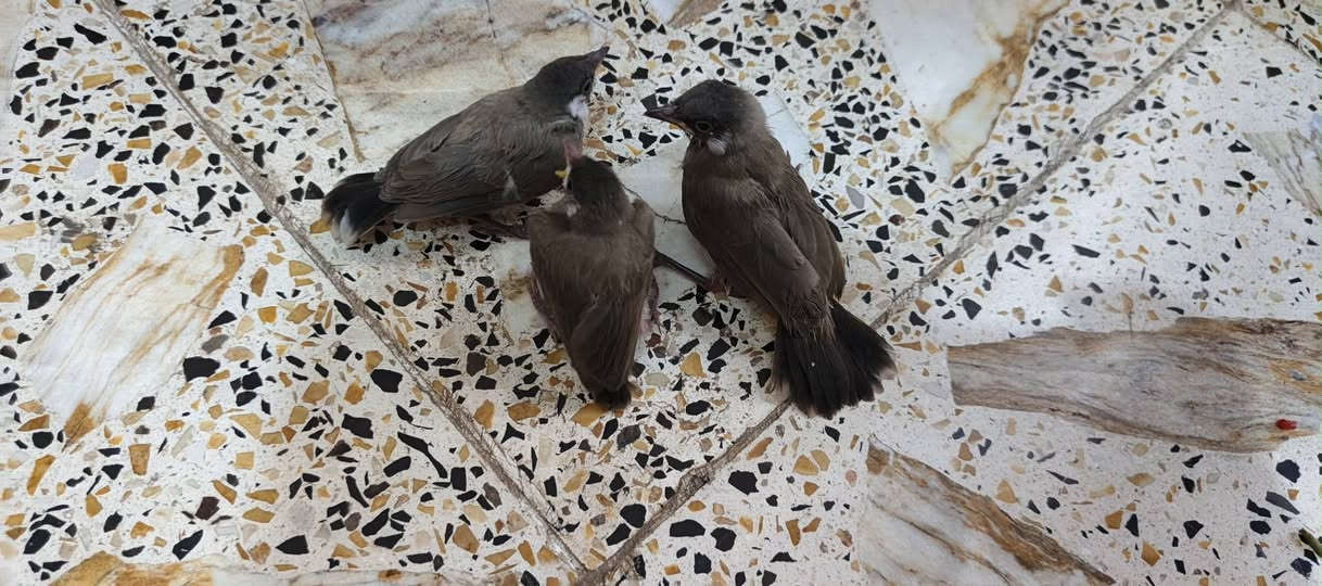 السلام عليكم بلابل للبيع فول نضافة للاتصال ***********(او خاص)
