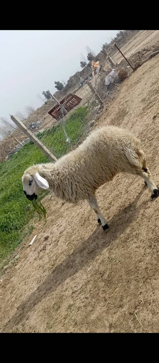 افلام الصلاه على محمد وال محمد متاح حلال للبيع العدد 7 حلال درجه اولى فحل وياهن فحلهن فحل درجه اولى الشرط شرط احنا وين الجنايه يابا حلال كله ماخذ الفحل عشر مكانه بغداد المشاهده قرب التاجي سعر الزوج 525 قفل بدون عمله سعر الفحل 550 قفل.
‏‪***********‬‏/////‏‪***********
