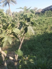 ديوانية • دونم • طابو زراعي