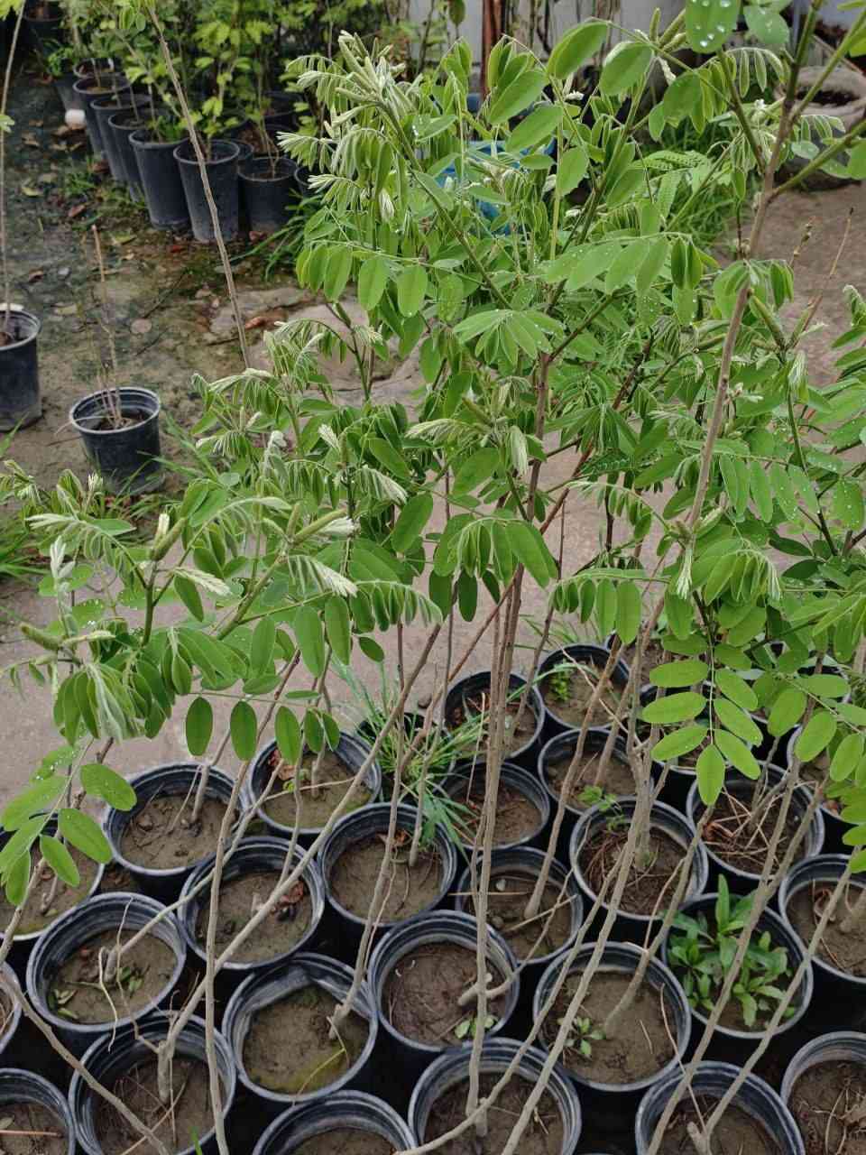 🌿 مشتل سلفينيا 🌿
توفرت شتلات اكاسيا بنفسجية (Amorpha fruticosa) 🟣🌿

 
📏 الارتفاع:متر وربع تقريبا 
💰 السعر: 10 آلاف
🚚 التوصيل: متوفر لجميع المحافظات 🌹

🌿 المواصفات:
شجيرة زينة مميزة بأزهار بنفسجية جذابة 🟣
تُعرف أيضاً باسم False Indigo
سريعة النمو وقابلة للتجديد بعد التقليم
تزهر لفترة طويلة (من آذار إلى أيار)
🌞 التحمل:
تتحمل الحرارة والبرودة (حتى تحت الصفر)
تتحمل الجفاف والملوحة نسبياً بعد السنة الأولى
قليلة الإصابة بالأمراض
مناسبة لوسط وجنوب وشمال العراق

🌱 الفوائد:
تجذب النحل والفراشات (ممتازة للنحالين) 🐝
تثبت التربة وتغذيها بالنايتروجين
تستخدم للزينة وتظليل الحدائق
لها استخدامات في الأصباغ وبعض التطبيقات الزراعية


**إذا كنت صاحب هذا الإعلان وتريد حذفه لأي سبب، رجاءا أرسل رسالة إلى الدعم الفني**