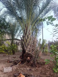 تمر شلة • علبة تمر • كەلار