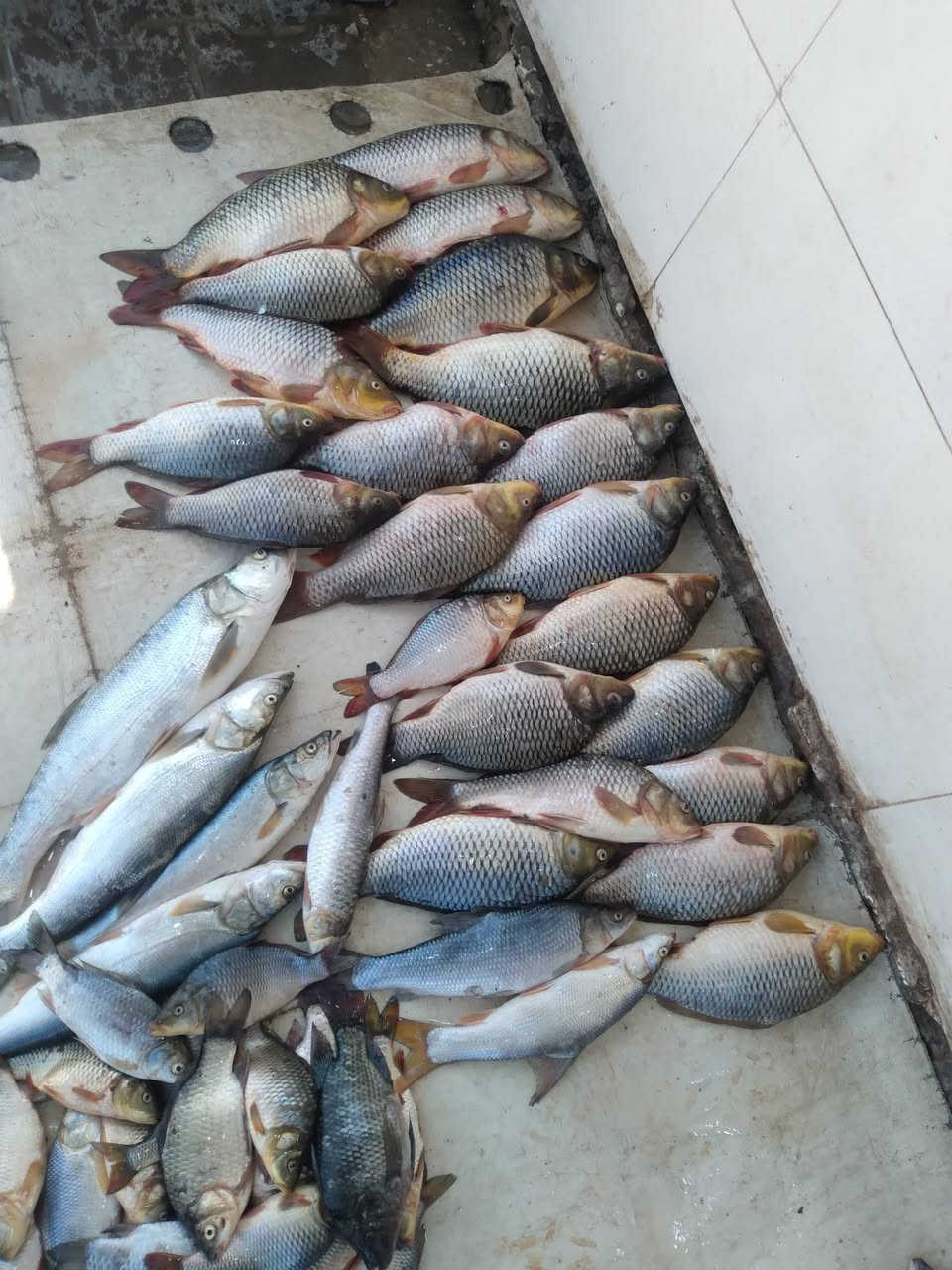 كاريبي ب٥
شانك ٤ كيلوات ب١٠
***********
