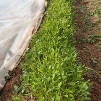 شتل طماطم للبيع مقاوم الامل  ‏‪07806513602‬‏