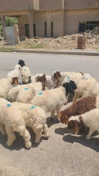 خرفان وفطايم • ٢٢ راس • حي العصري