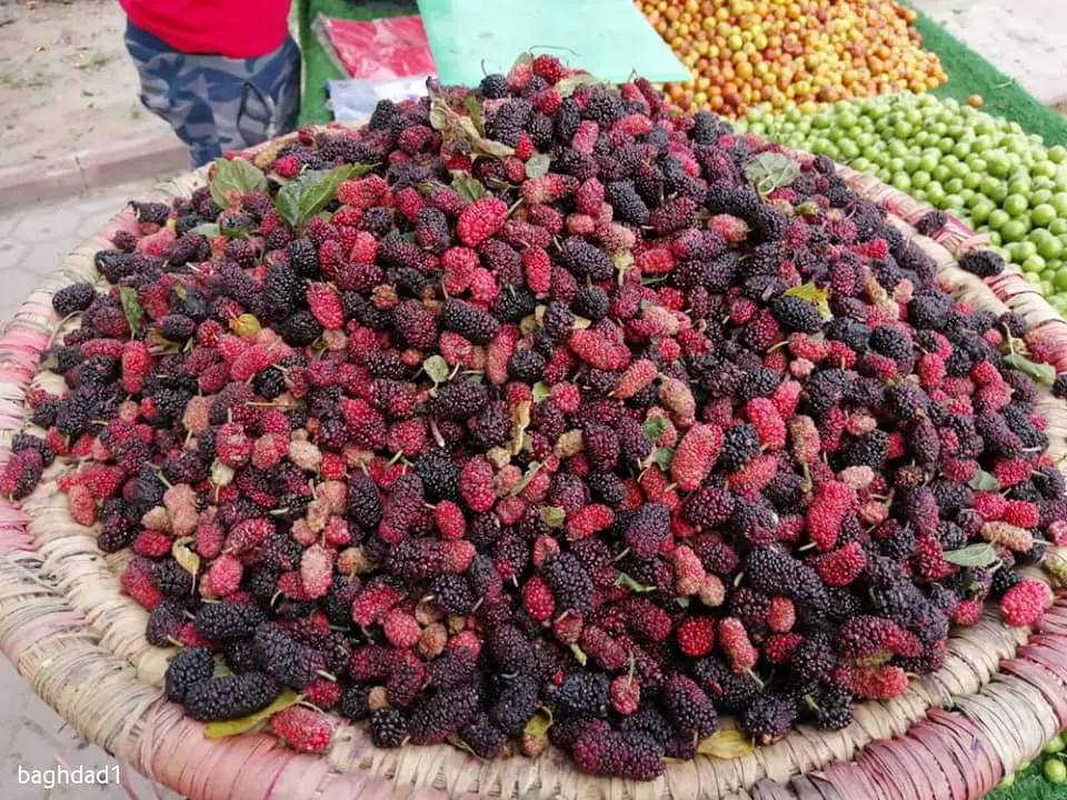 🍋🍊 صدمة الأسعار اليوم من مشتلنا 🍊🍋
تِكّي عراقي
🌳 ارتفاع متر أو أكثر
🍋 مثمر حالياً وتشوف الثمر بعينك
شجرة بهالحجم وبهالوضع تنباع أضعاف
بس ويانا كلشي #ببلاش 
💥 السعر فقط ٢٠٠٠ دينار 💥
اي نعم… ألفين دينار لا غير!
فرصة حقيقية للي يريد يزرع ويستفاد بسرعة 🌿
الكمية محدودة والبيع مستمر
📍 الكوت – الفلاحية، قرب جسر الأنوار، مجاور إسالة ماء الفلاحية
📞 ***********
