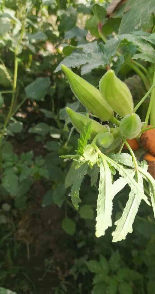 يوجد لدينا بذور بانيا فرنسيه بنت القوطيه الربعينيه نتاجيه خير من الله لون الغصن اخضر فاتح درجه اوله ضمان شرط الحوي *********** واتساب
