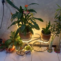 زرع • نباتات