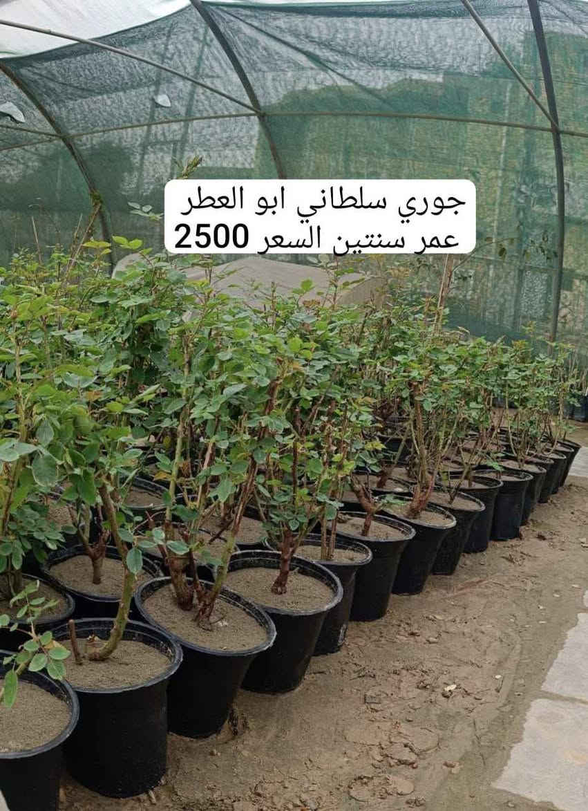 مشتل الروان الشطره, ذي قار


**إذا كنت صاحب هذا الإعلان وتريد حذفه لأي سبب، رجاءا أرسل رسالة إلى الدعم الفني**