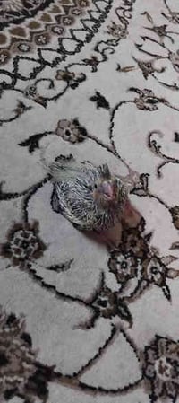 متاح كوكتيل زق07719661723